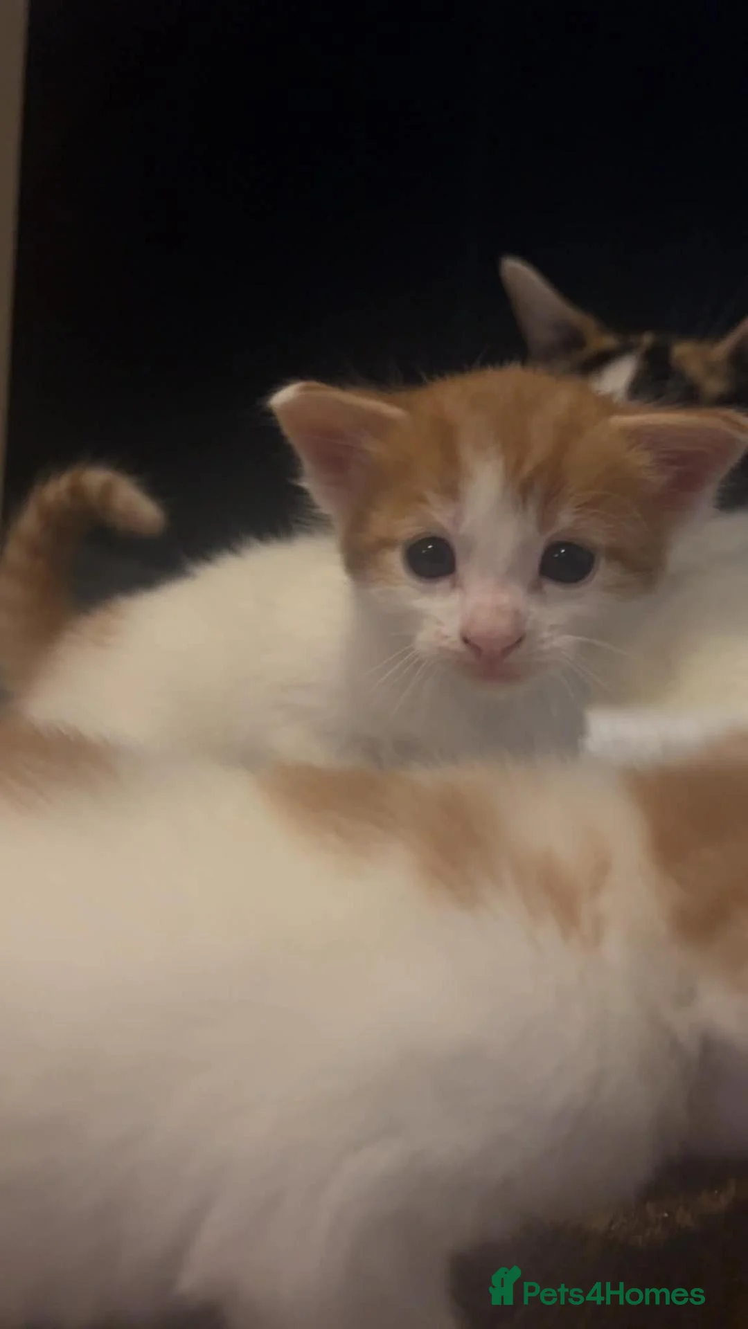 Mixed Breed cats for sale: 4 adorable kittens for sale! in Westcliff-on-Sea - Advert 6