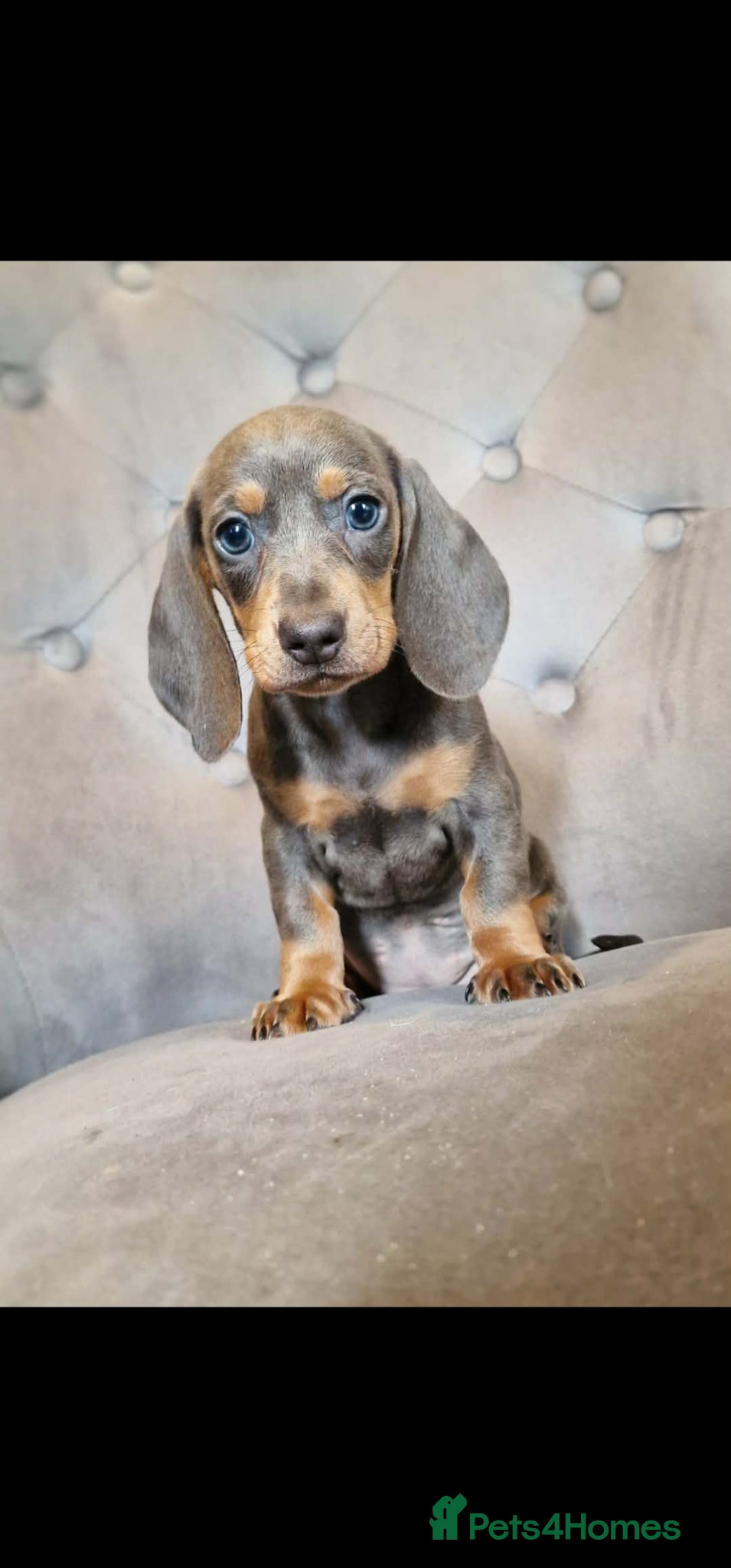 Miniature Dachshund dogs 🩷MINIATURE Dachshund babies🩷 - Advert 1