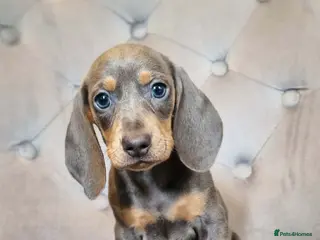 Miniature Dachshund dogs 🩷MINIATURE Dachshund babies🩷 - Advert 1