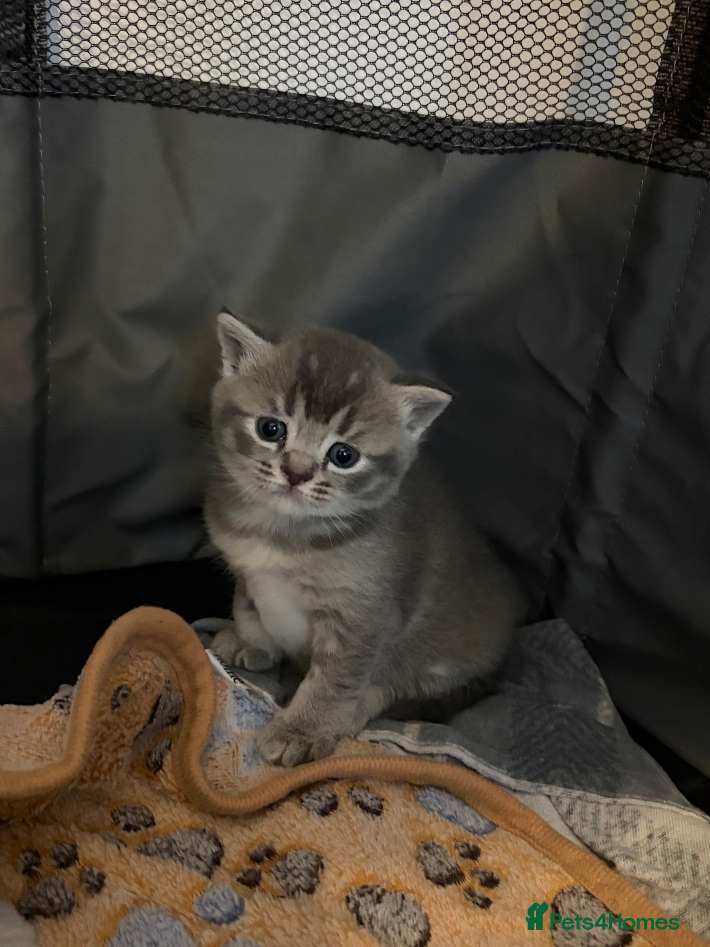 British Shorthair cats Female kitten. British shorthair/russian blue  - Advert 14