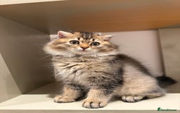 British Longhair cats for sale: British long hair  - Image 8