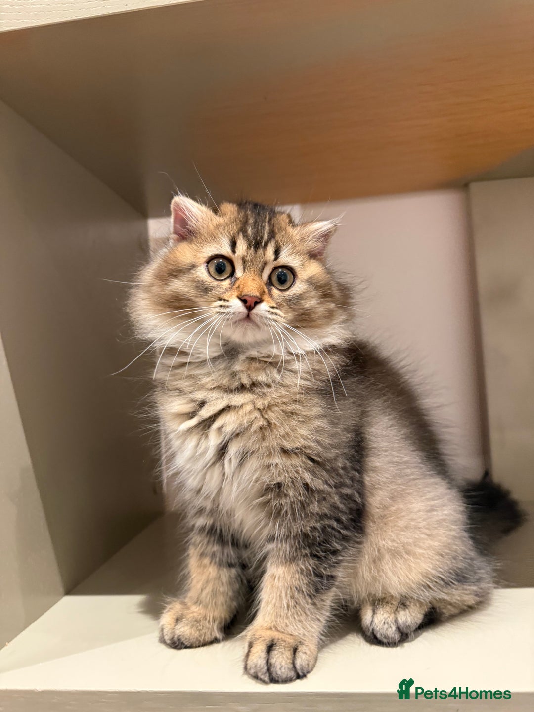 British Longhair cats for sale: British long hair  - Image 8