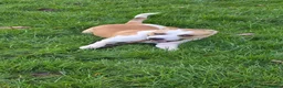 Mixed Breed dogs for sale: For Sale: Freckles and Sammy - Advert 6