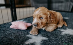 Cocker Spaniel dogs for sale: Stunning Cocker Spaniels - Image 6