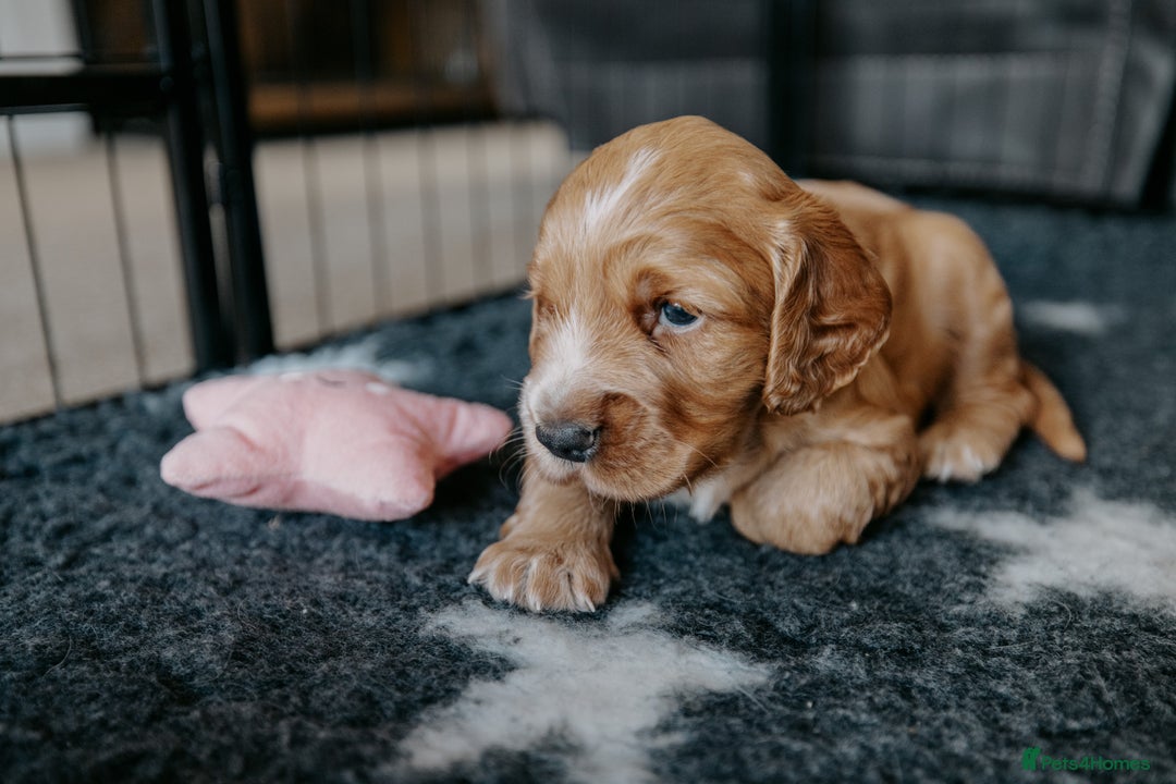 Cocker Spaniel dogs for sale: Stunning Cocker Spaniels - Image 6