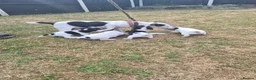 Jack Russell dogs for sale: Jack Russell puppies  - Advert 5