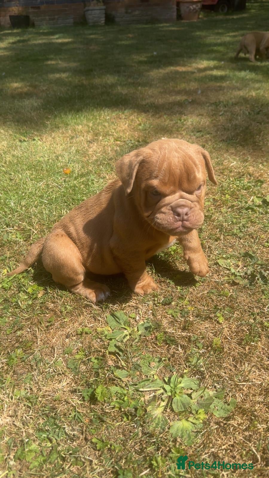 Olde English Bulldogge dogs Olde English bulldogge  - Advert 3