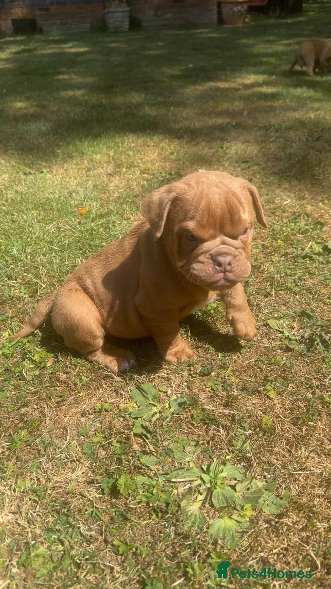 Olde English Bulldogge dogs for sale: Olde English bulldogge  - Advert 1
