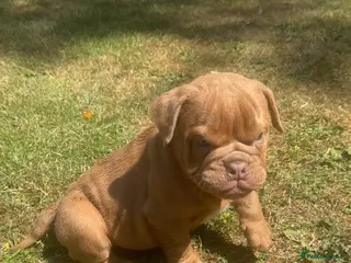 Olde English Bulldogge dogs Olde English bulldogge - Advert 3