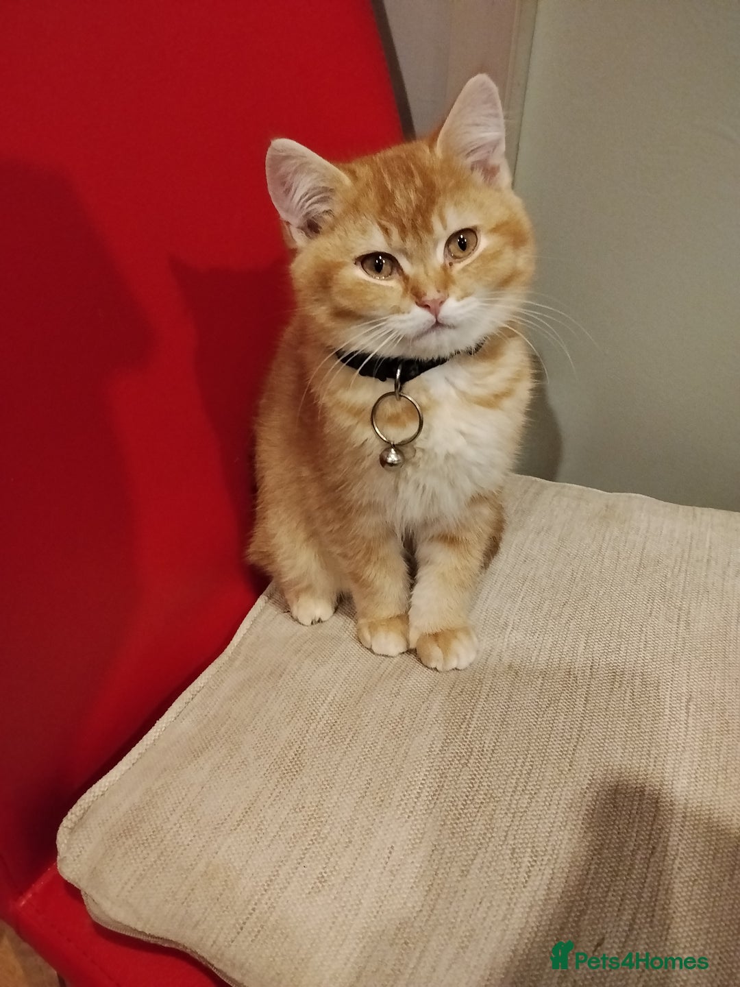 Scottish Fold cats for sale: Scottish fold/straight looking for home  - Advert 15