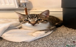 Bombay cats for sale: Friendly and smart Kittens  - Image 5