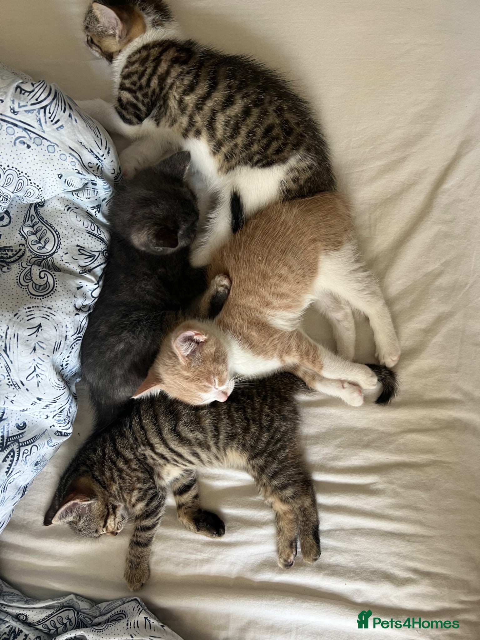 Mixed Breed cats Kittens looking new home  - Advert 1
