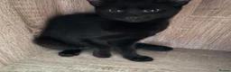 Mixed Breed cats for sale: Beautiful kittens for sale  - Advert 28
