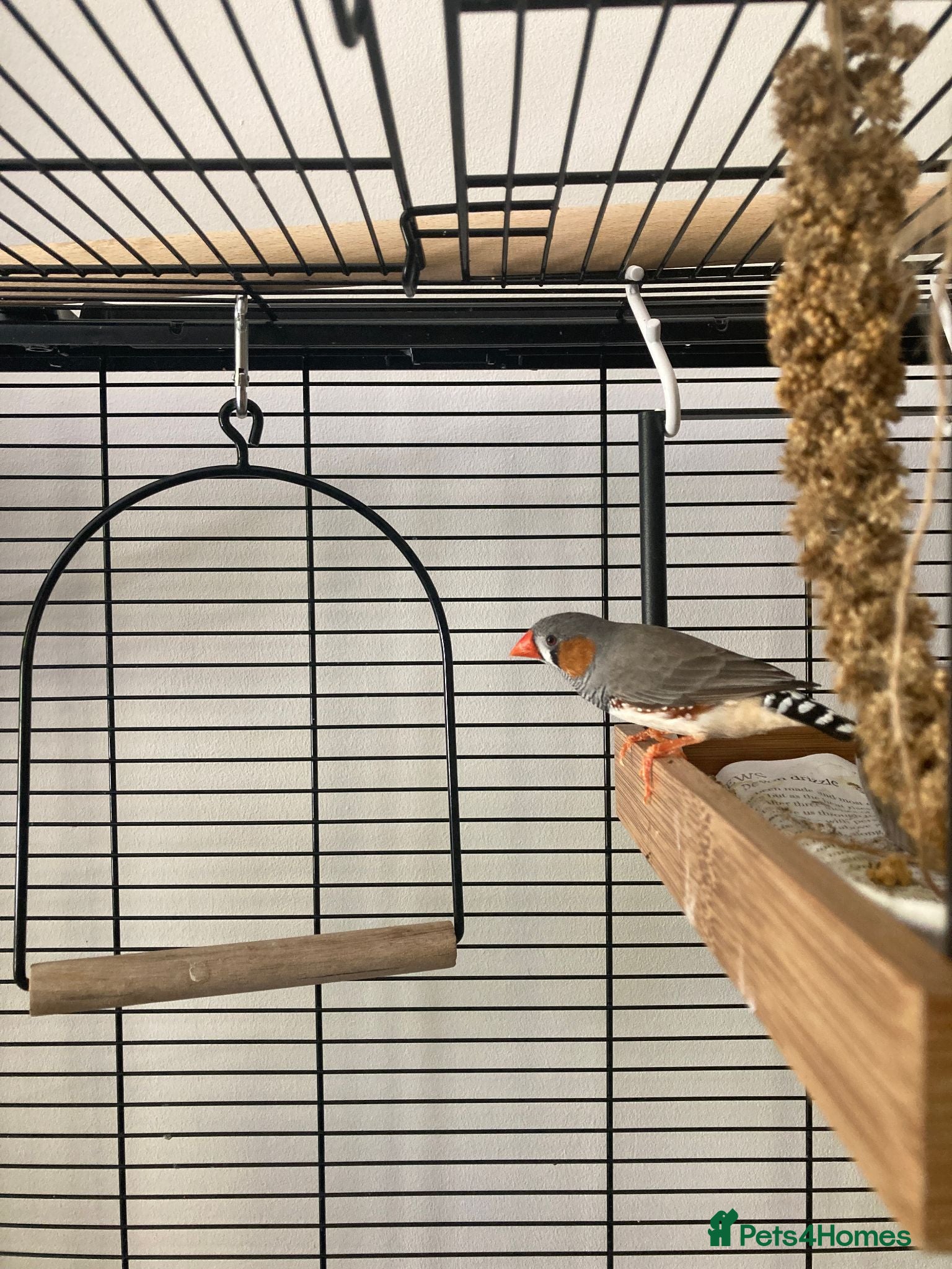 Finches birds Zebra Finch breeding pair and 2 x female juveniles - Advert 20