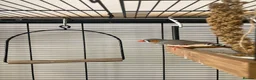 Finches birds for sale: Zebra Finch breeding pair and 2 x female juveniles - Advert 1