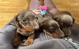 Miniature Dachshund dogs for sale: Smooth haired Miniature dachshund - Image 6