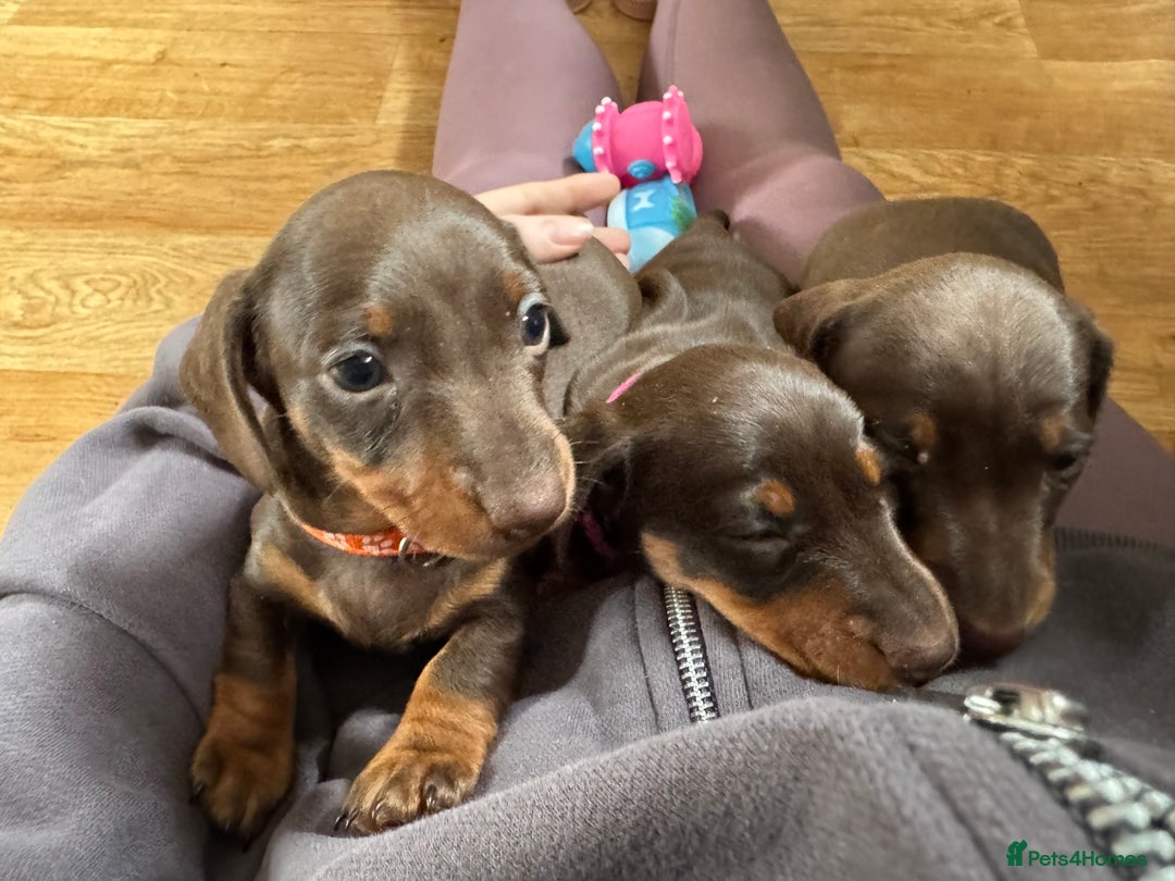 Miniature Dachshund dogs for sale: Smooth haired Miniature dachshund - Image 6