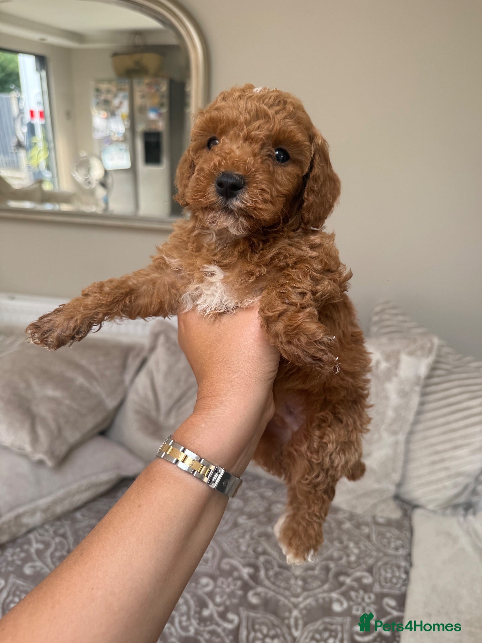 Cavapoo dogs Exceptional F1b Cavapoo Puppies, Health Tested | - Advert 2