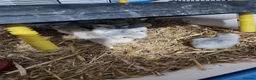 Chickens poultry for sale: Lavender Pekin day old chicks - Advert 6
