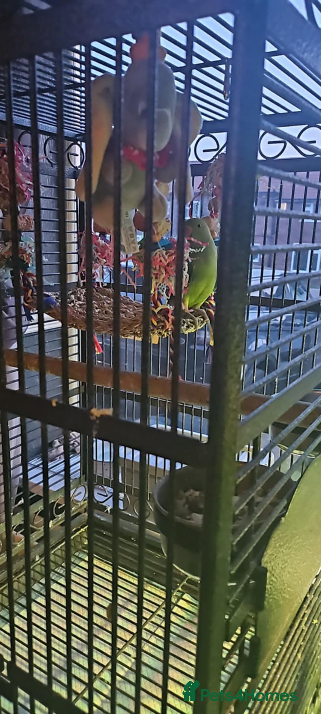 Ringnecks birds for sale: indian ring neck approx 9 months old - Image 1