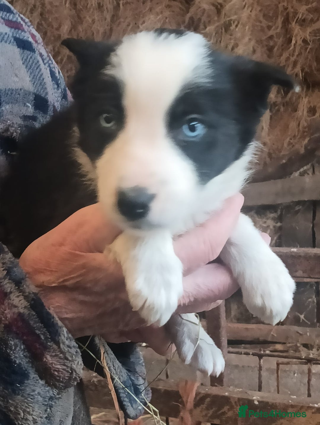 Border Collie dogs for sale: Border Collie puppies for sale  - Advert 3