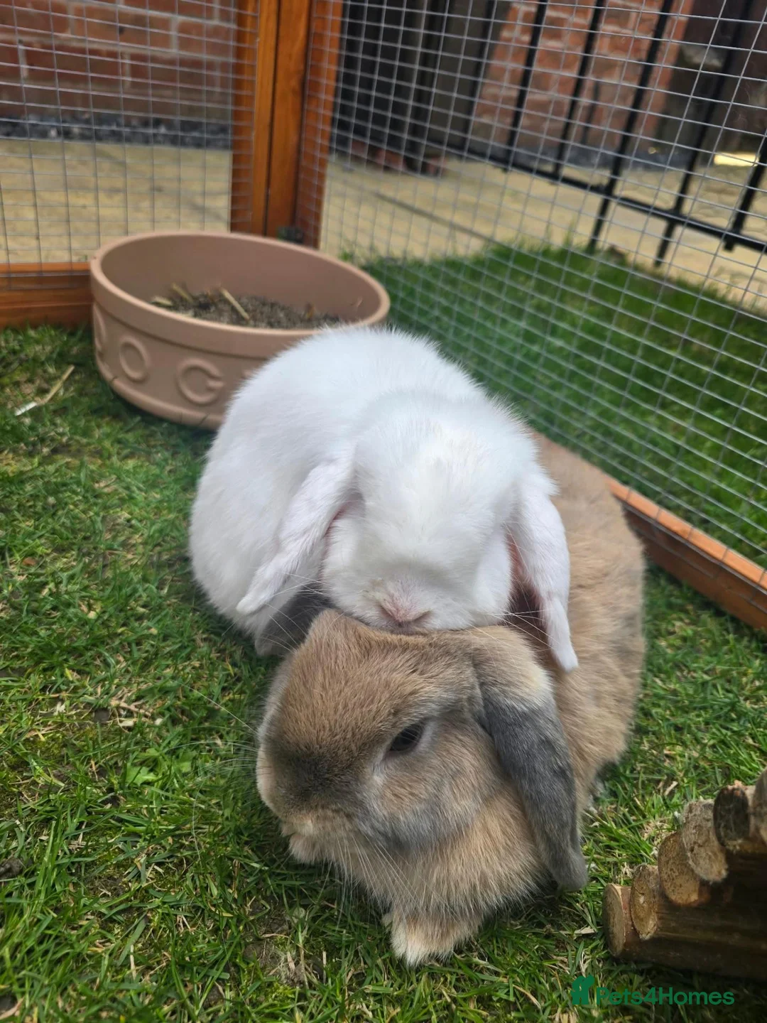 Mini Lop rabbits for sale: 2 Bonded mini lops  - Advert 2