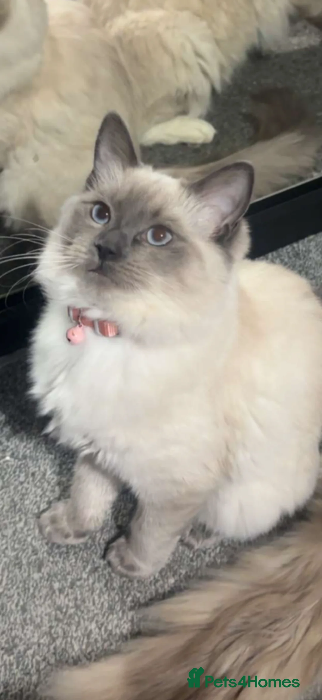 Ragdoll cats for sale: Ragdoll kittens in Glasgow - Advert 6