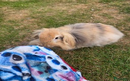 Mini Lion Lop rabbits for sale: Castrated Mini Lion Lop boy  - Image 1