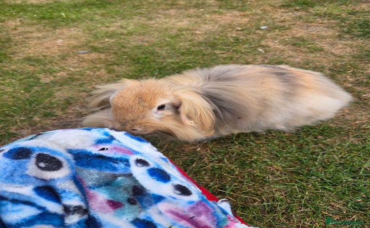 Mini Lion Lop rabbits - Advert 12