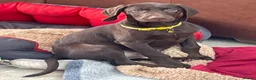 German Shorthaired Pointer dogs for sale: Stunning boy and girls  - Advert 14