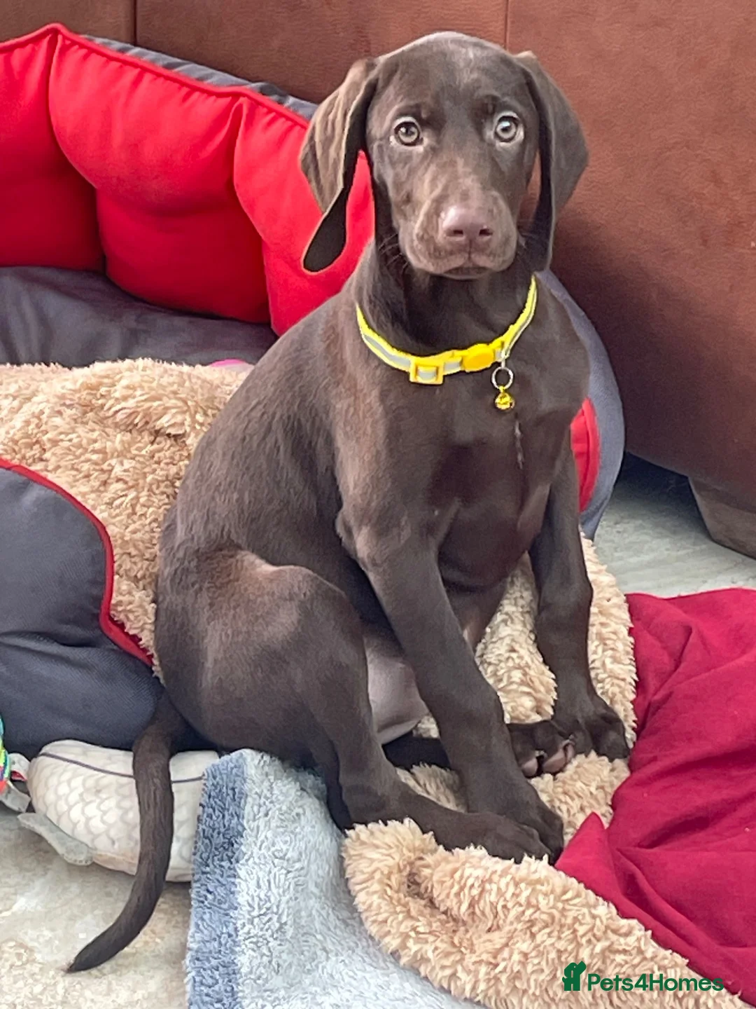 German Shorthaired Pointer dogs for sale: Stunning boy and girls  - Advert 14