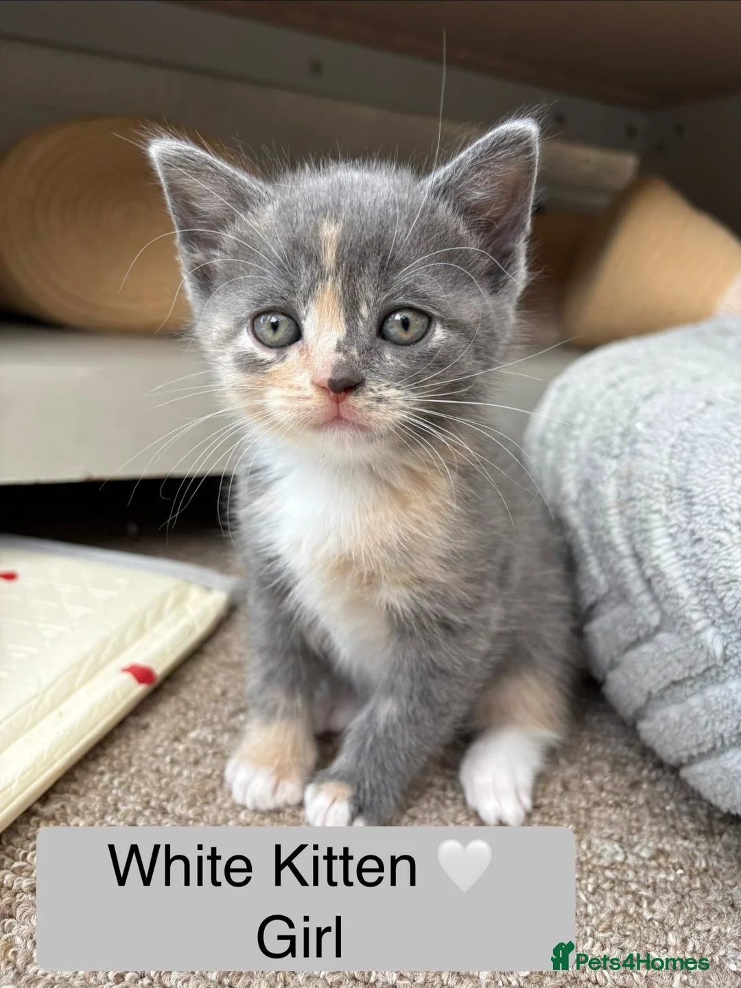 Mixed Breed cats for sale: Beautiful Siamese Cross Kittens  in Bristol - Advert 2