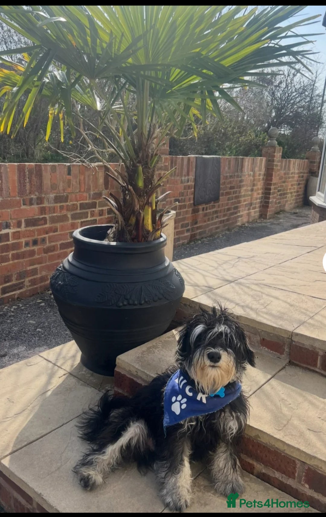 Miniature Schnauzer dogs for sale: 🐾🤎🐶Cavaschnauzer-Pups🐶🤎🐾 - Image 27