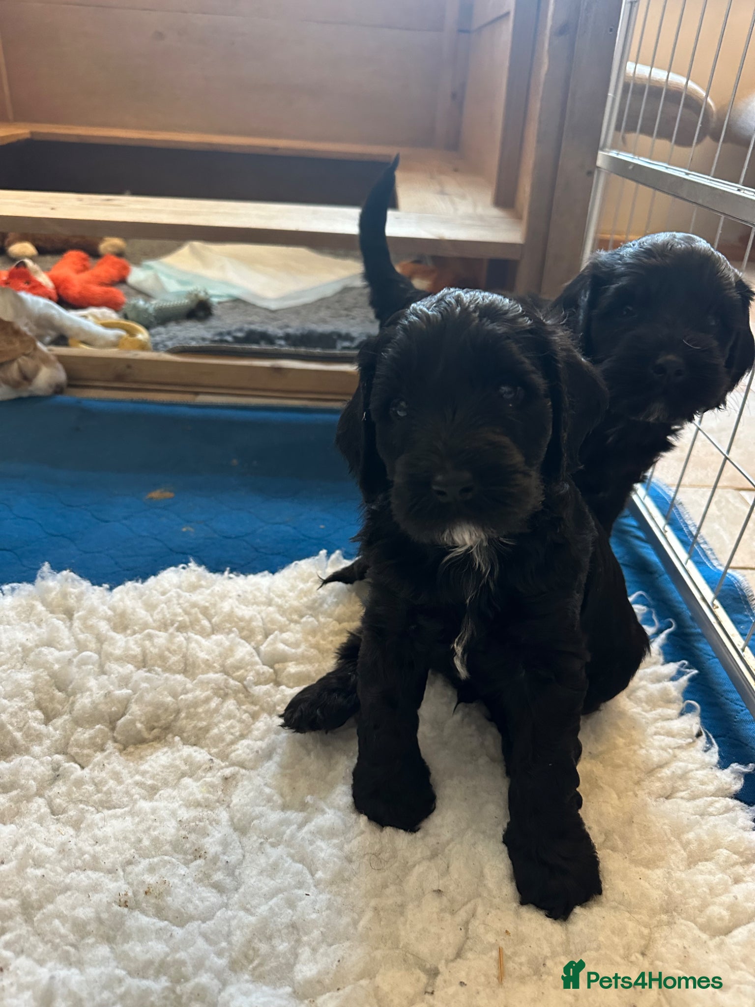 Mixed Breed dogs Sprockerpoo puppies looking for their forever home - Advert 2