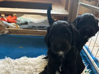 Mixed Breed dogs Sprockerpoo puppies looking for their forever home - Advert 2