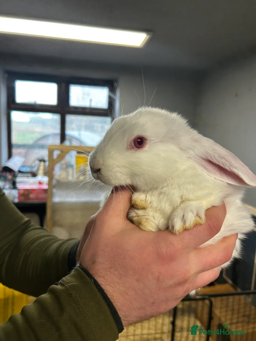 Mini Lop rabbits for sale: 🐰 Beautiful Mini Lop Ear Rabbits 🐰 - Advert 8
