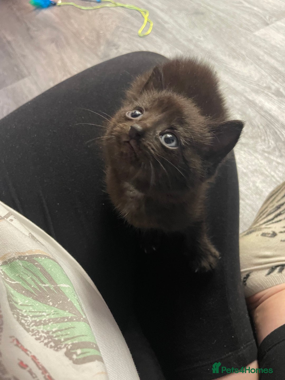 Mixed Breed cats for sale: 1 male still available  in Witney - Image 23