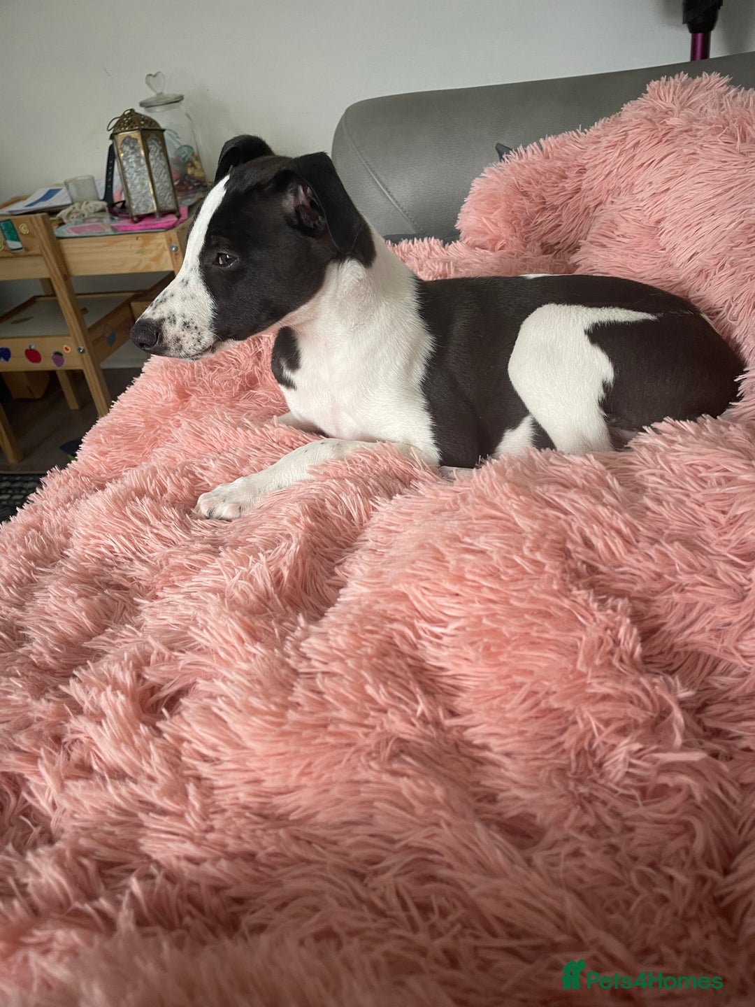 Whippet dogs for sale: KC Registered Whippet Puppies - Image 23