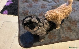 Cockapoo dogs for sale: Miniature cockapoo puppies Merle and Apricot - Image 12