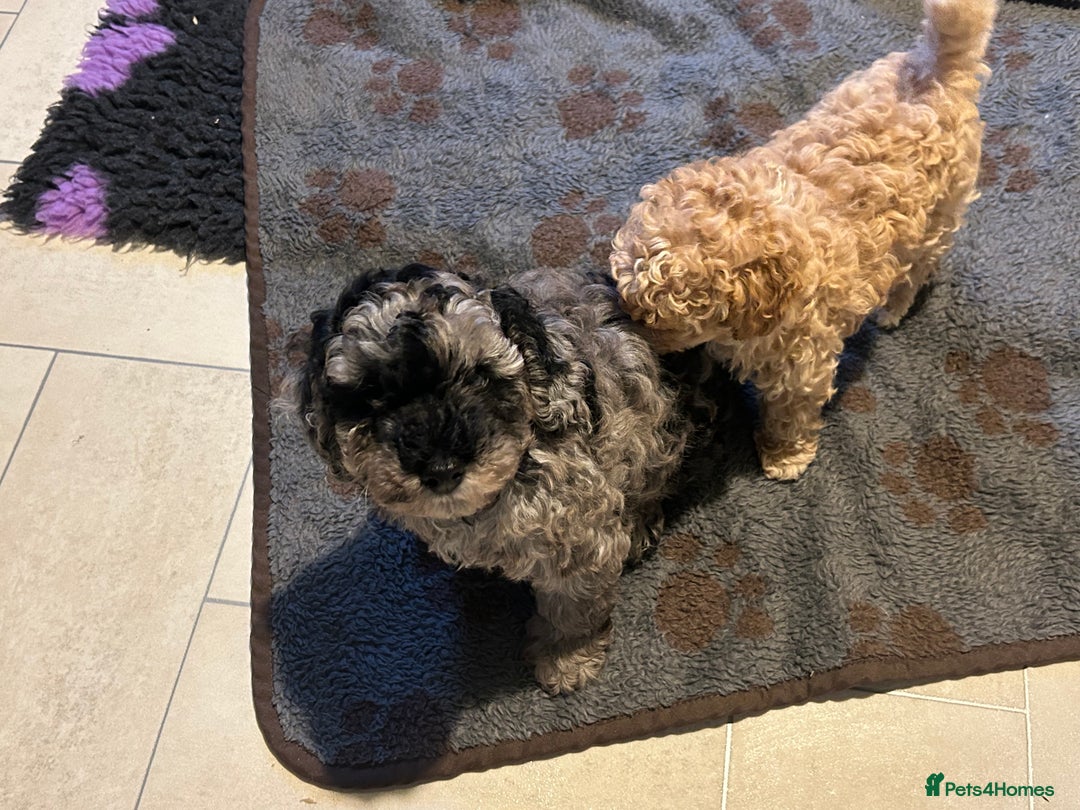 Cockapoo dogs for sale: Miniature cockapoo puppies Merle and Apricot - Image 12