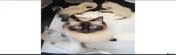 Ragdoll cats for sale: Stunning Pure Ragdoll Kittens - Advert 5