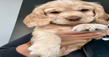 Cocker Spaniel dogs - Advert 2
