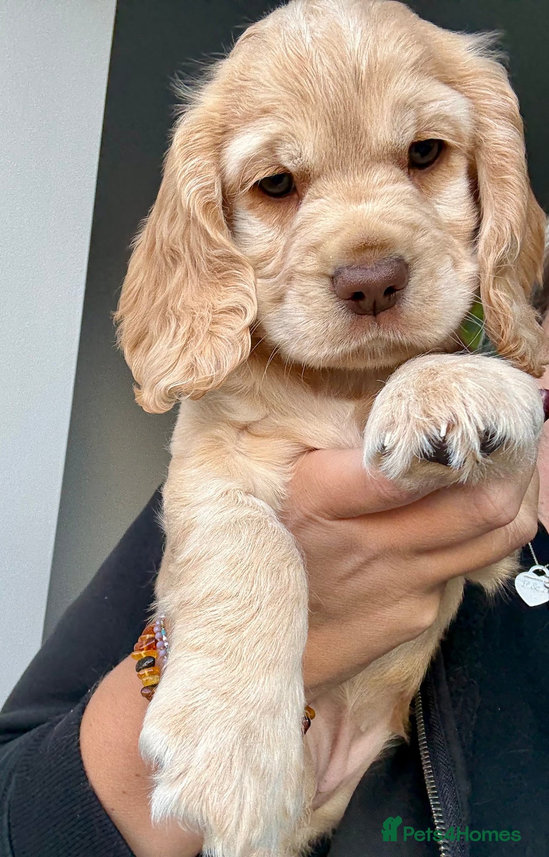 Cocker Spaniel dogs for sale: Beautiful Cocker Spaniel Pups - Image 3