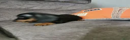Dachshund dogs for sale: Beautiful Unusual Playful Dachshound pups  - Advert 13