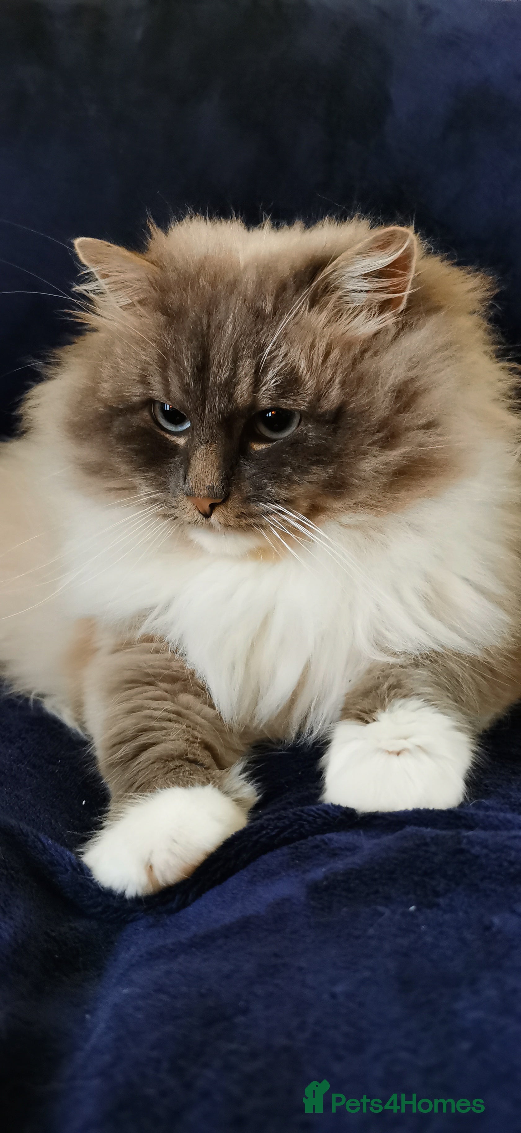 Siberian cats Neva Masquerade Siberian King  - Advert 2