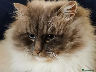 Siberian cats Neva Masquerade Siberian King - Advert 2