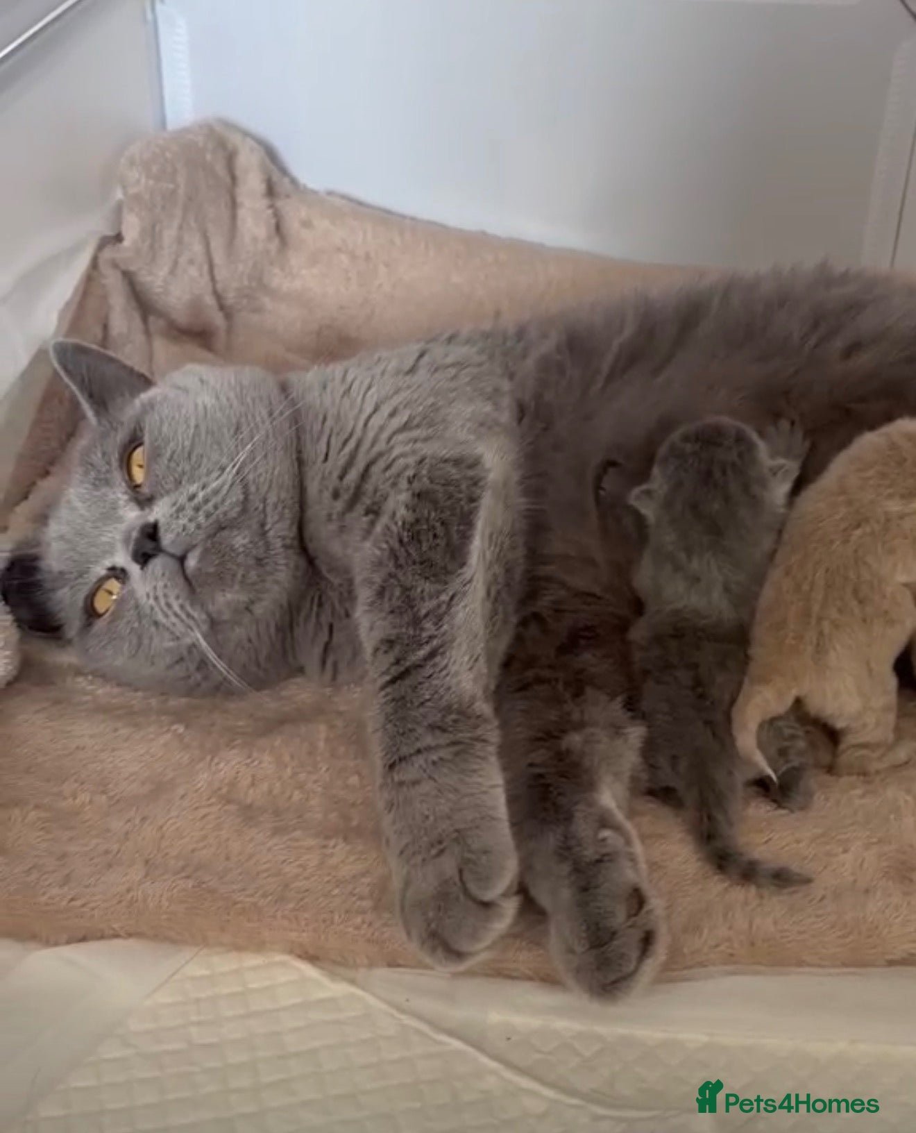 British Shorthair cats Chunky British Short Hair Kittens  - Advert 2