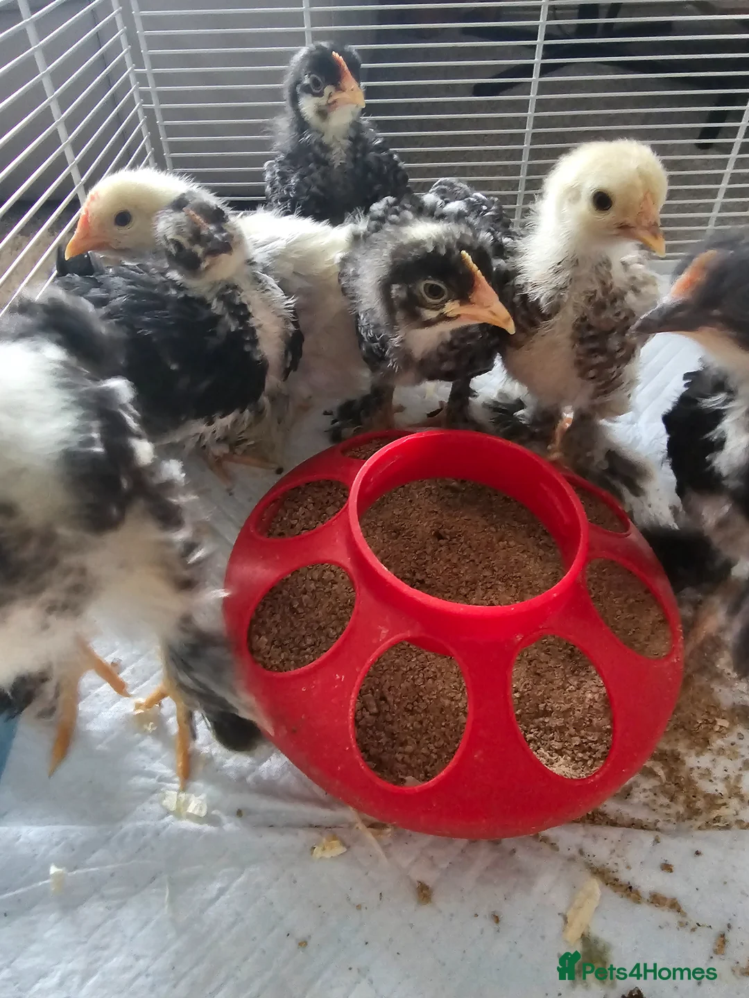 Chickens poultry for sale: Mixed Pekin Bantam Chicks - Advert 3