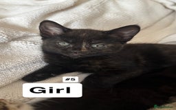 British Shorthair cats for sale: 7 Beautiful Kittens Looking for Their Forever Home - Image 2