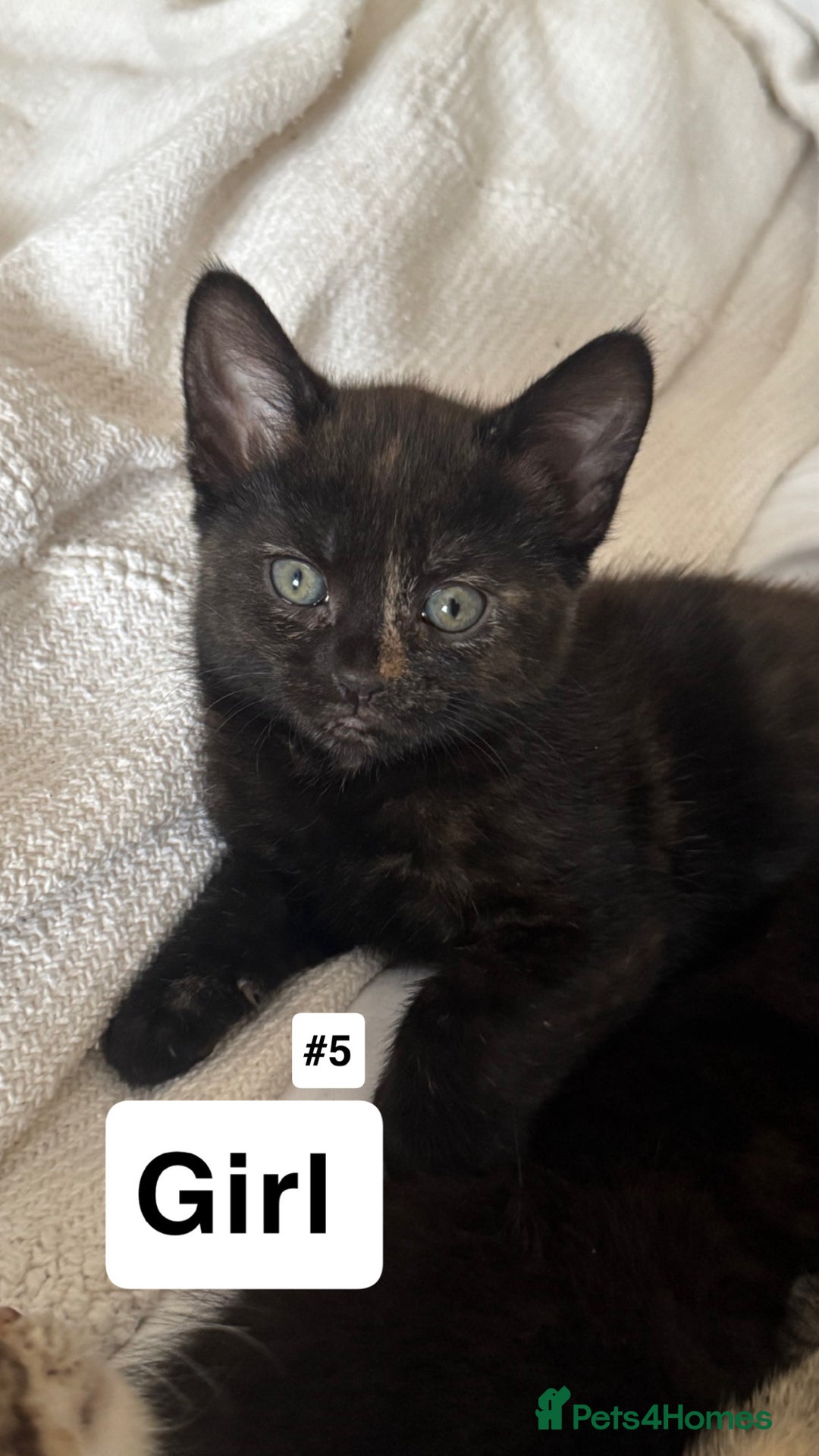 British Shorthair cats for sale: 7 Beautiful Kittens Looking for Their Forever Home - Image 2